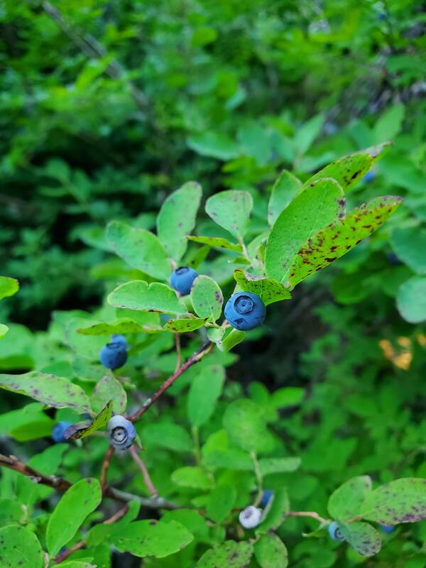 Wild huckleberries photographed while hiking in WA. Tasty.